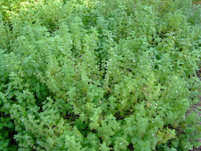 香蜂花Melissa officinalis 香蜂花Melissa officinalis