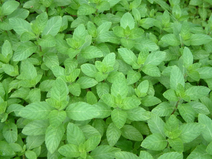 香花菜Mentha crispata 香花菜Mentha crispata