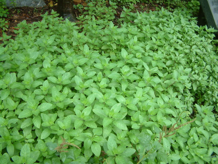 香花菜Mentha crispata 香花菜Mentha crispata
