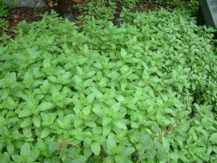 香花菜Mentha crispata