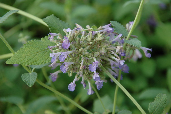 欧薄荷Mentha longifolia