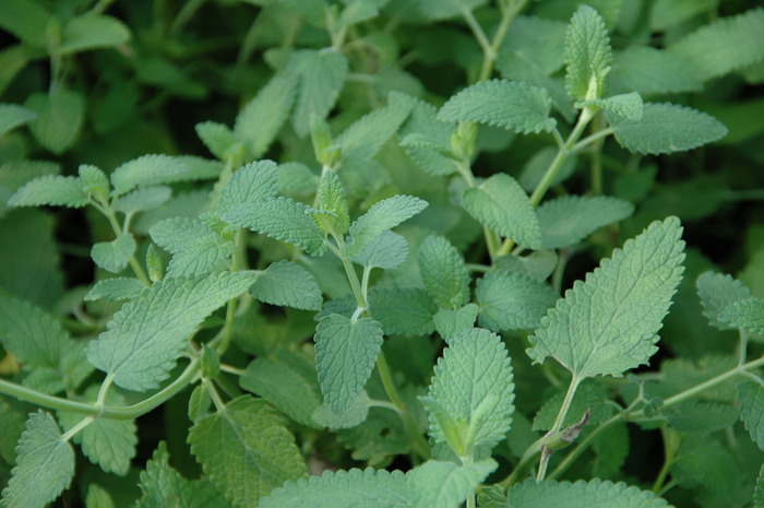欧薄荷Mentha longifolia 欧薄荷Mentha longifolia