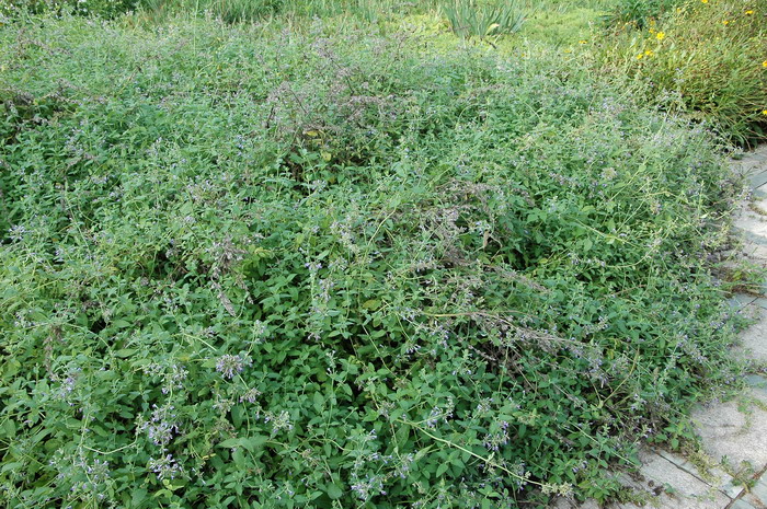 欧薄荷Mentha longifolia