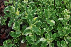 斑叶圆叶薄荷Mentha suaveolens‘Variegata’