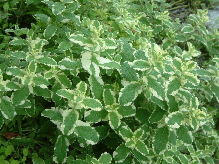 斑叶凤梨薄荷Mentha suaveolens ‘Variegata’