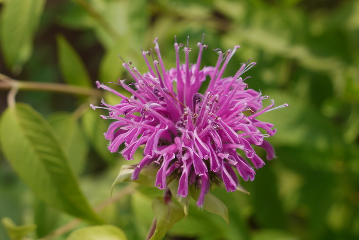 美国薄荷Monarda didyma