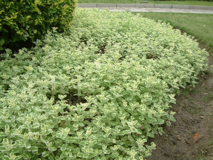 斑叶凤梨薄荷Mentha suaveolens ‘Variegata’