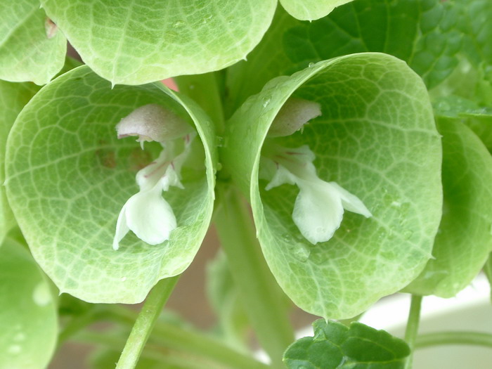贝壳花Moluccella laevis 贝壳花Moluccella laevis