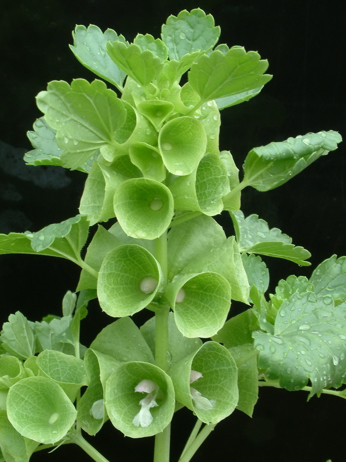 贝壳花Moluccella laevis