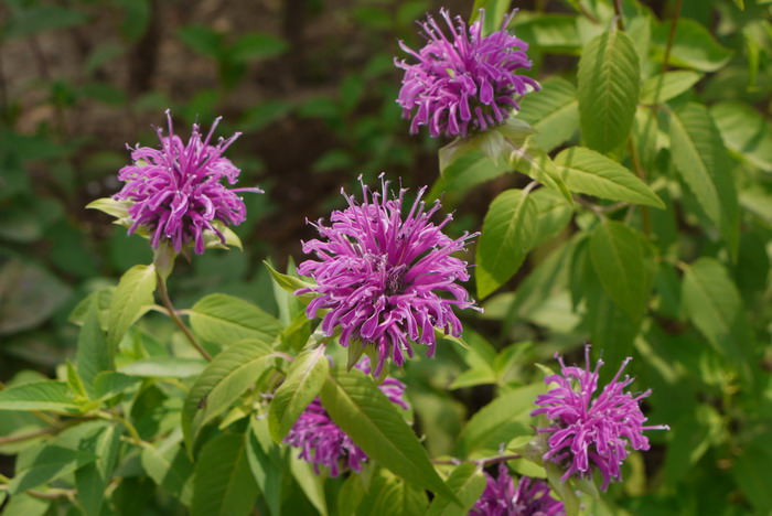 美国薄荷Monarda didyma