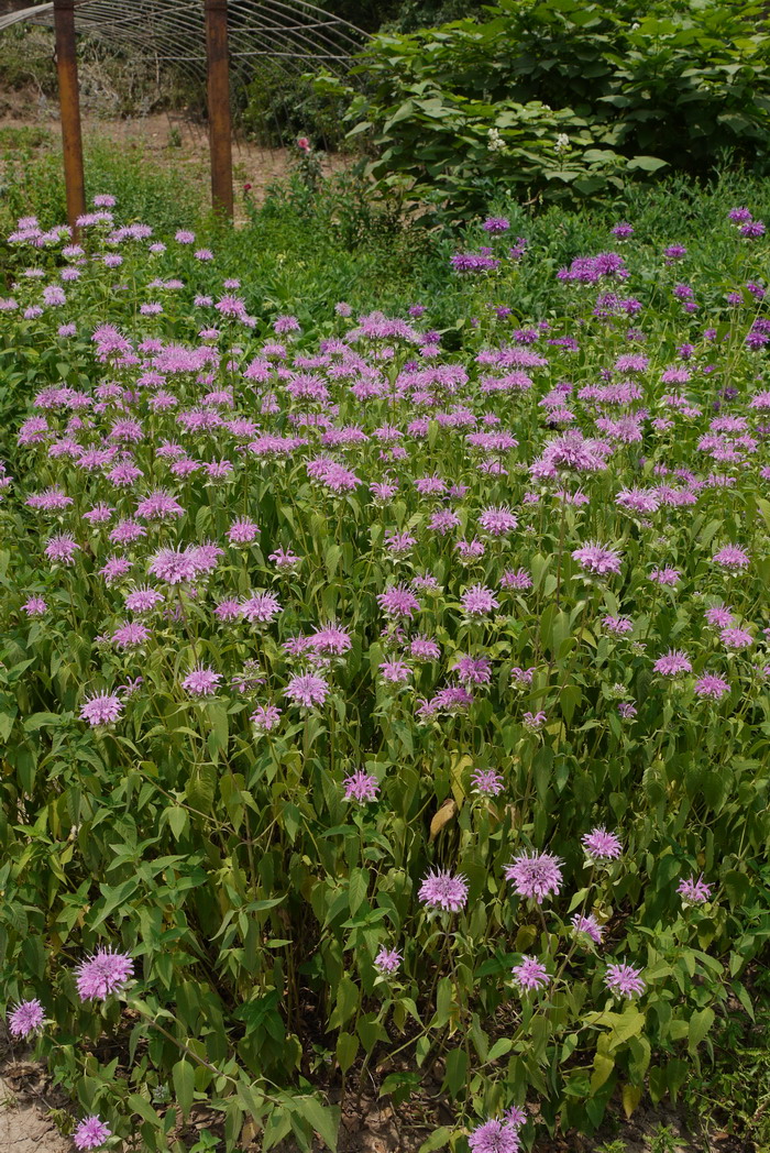 美国薄荷Monarda didyma