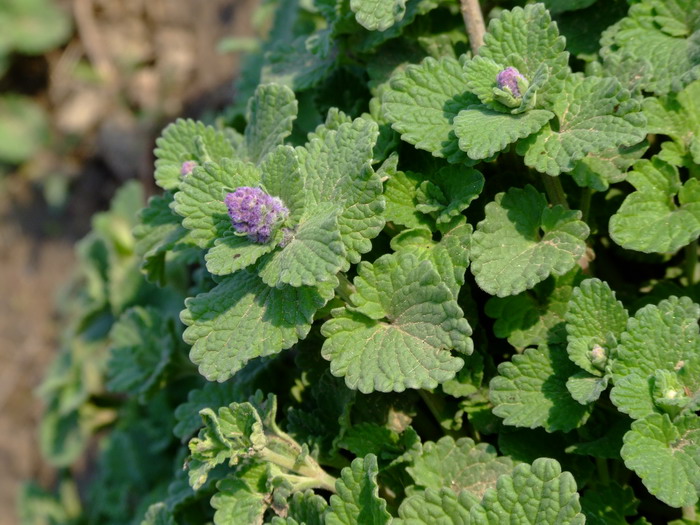 倒伏荆芥Nepeta mussinii 倒伏荆芥Nepeta mussinii
