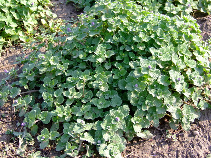 倒伏荆芥Nepeta mussinii