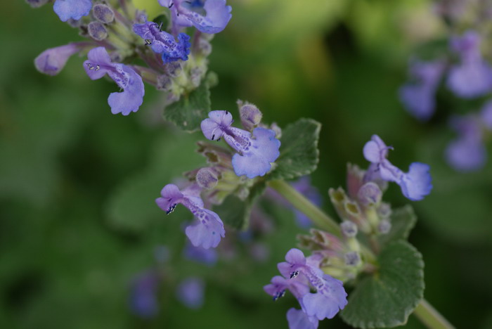 总花荆芥Nepeta racemosa