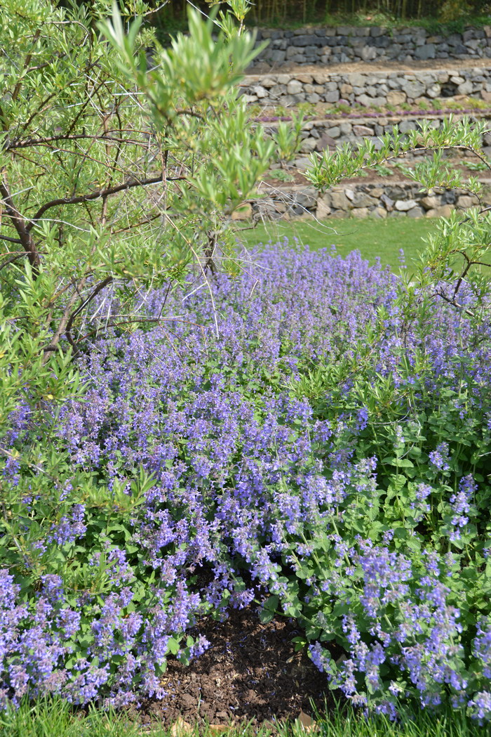 总花荆芥Nepeta racemosa