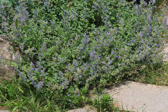 总花荆芥Nepeta racemosa