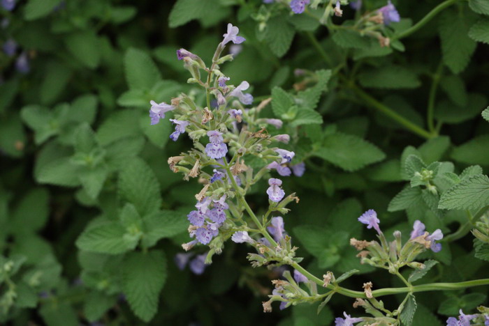 荆芥‘六座大山’Nepeta x aassenii 'Six Hills Giant'