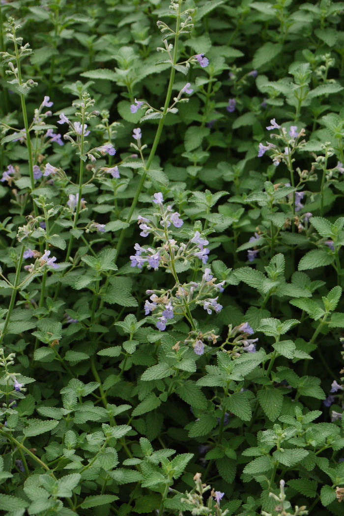 荆芥‘六座大山’Nepeta x aassenii 'Six Hills Giant'