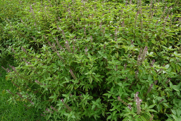 紫罗勒Ocimum basilicum 'Purple Ruffles' 紫罗勒Ocimum basilicum 'Purple Ruffles'