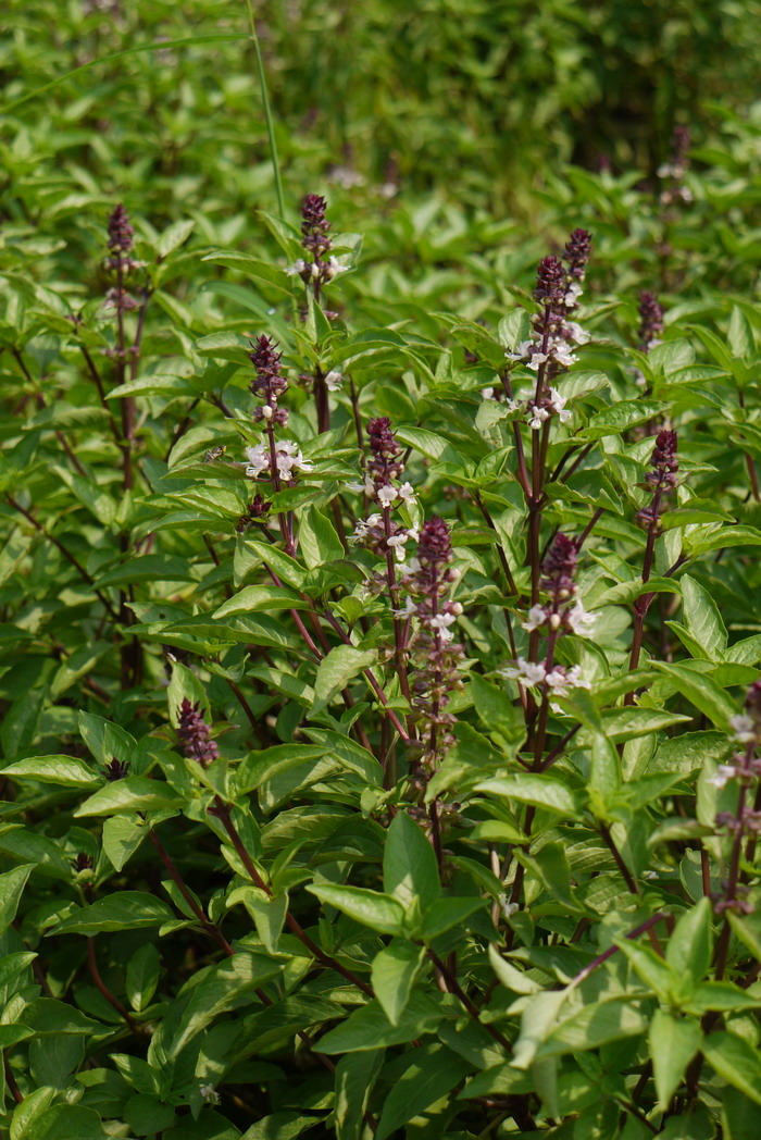 紫罗勒Ocimum basilicum 'Purple Ruffles' 紫罗勒Ocimum basilicum 'Purple Ruffles'