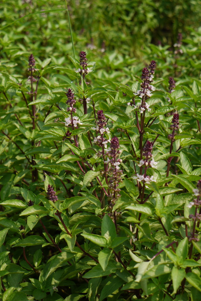 紫罗勒Ocimum basilicum 'Purple Ruffles'