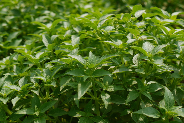 罗勒Ocimum basilicum 罗勒Ocimum basilicum