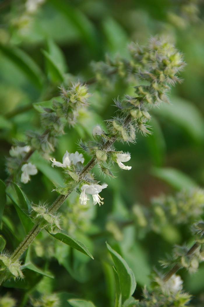 罗勒Ocimum basilicum