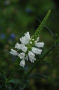白花假龙头Physostegia virginiana ‘Alba’