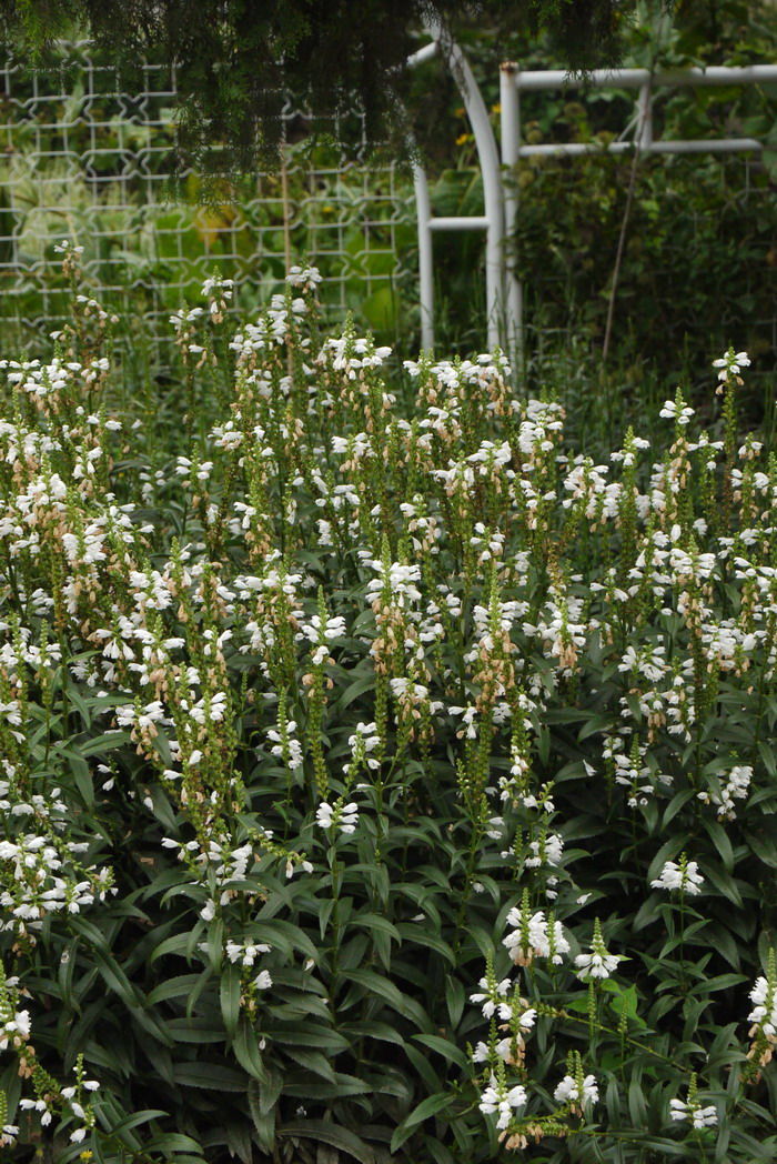 白花假龙头Physostegia virginiana ‘Alba’ 白花假龙头Physostegia virginiana ‘Alba’