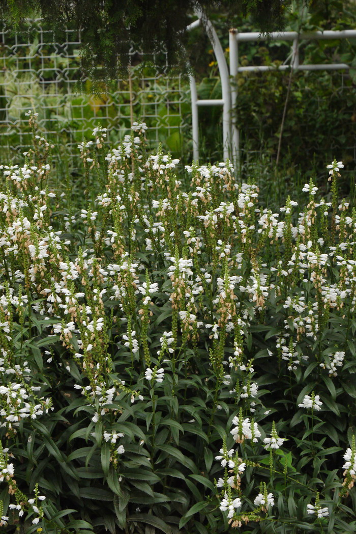 白花假龙头Physostegia virginiana ‘Alba’