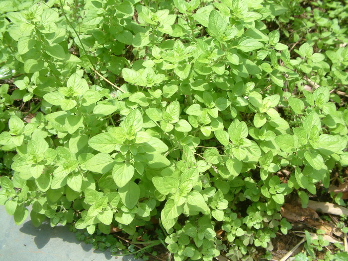 金叶牛至Origanum vulgare ‘Aureum’