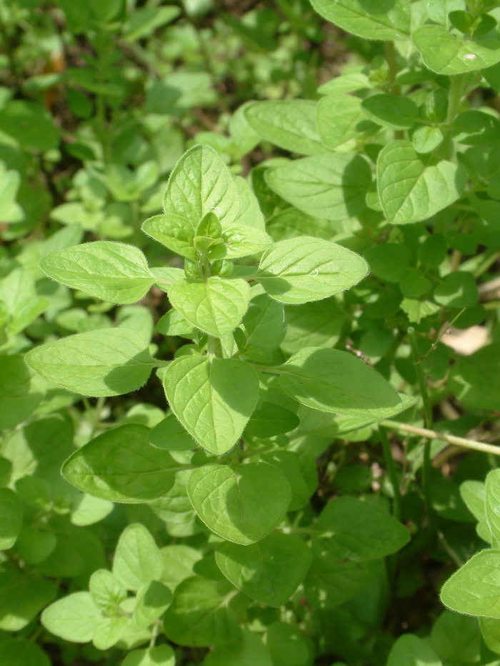 金叶牛至Origanum vulgare ‘Aureum’