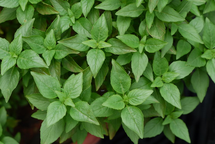 牛至Origanum vulgare 牛至Origanum vulgare