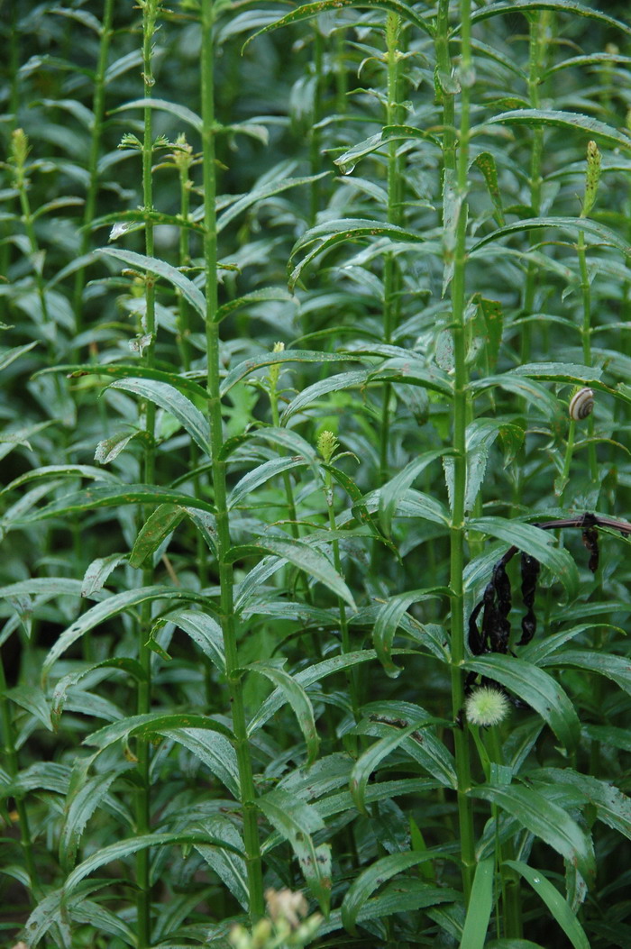 白花假龙头Physostegia virginiana ‘Alba’