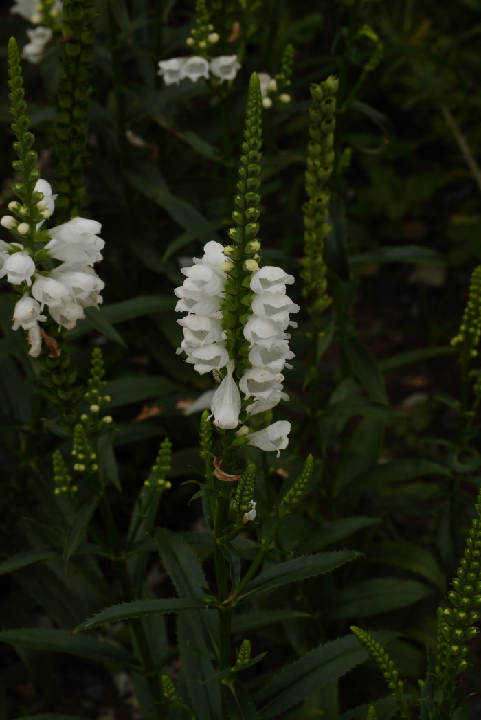 雪冠假龙头Physostegia virginiana ‘Crown of Snow’