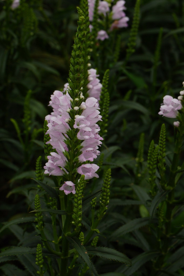 红美人假龙头Physostegia virginiana ‘Red Beauty’