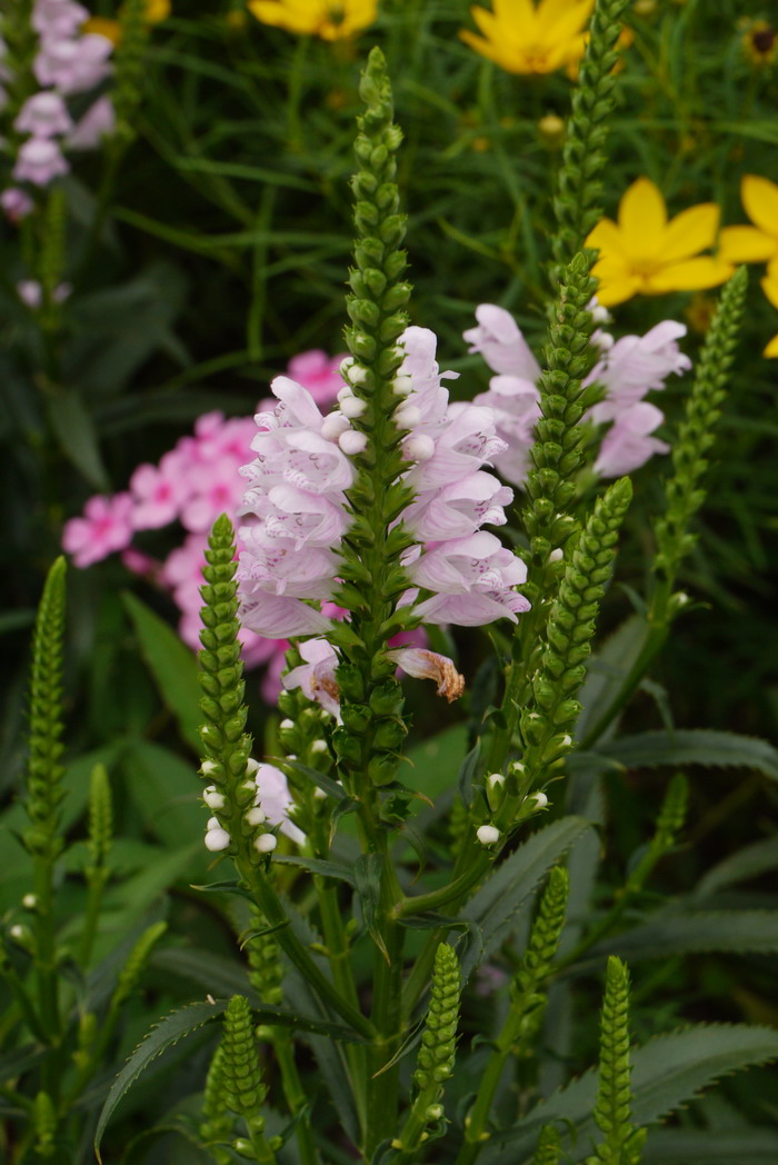 红美人假龙头Physostegia virginiana ‘Red Beauty’