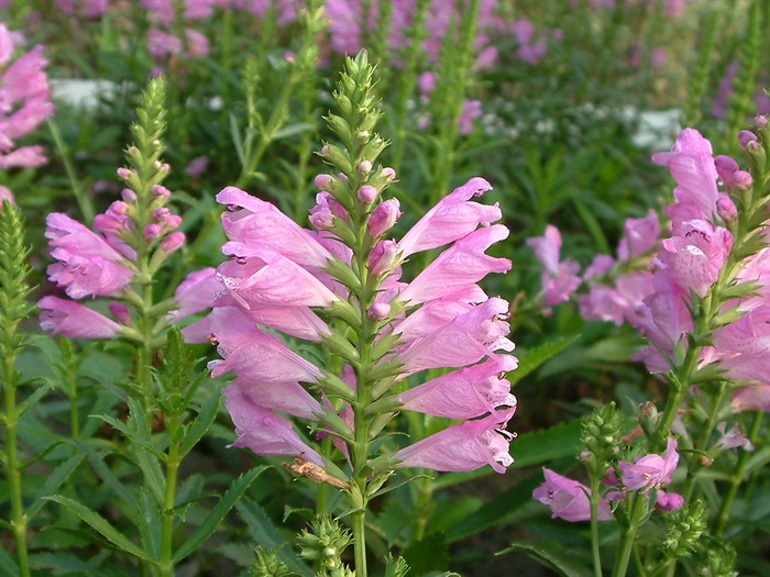 假龙头花Physostegia virginiana 假龙头花Physostegia virginiana