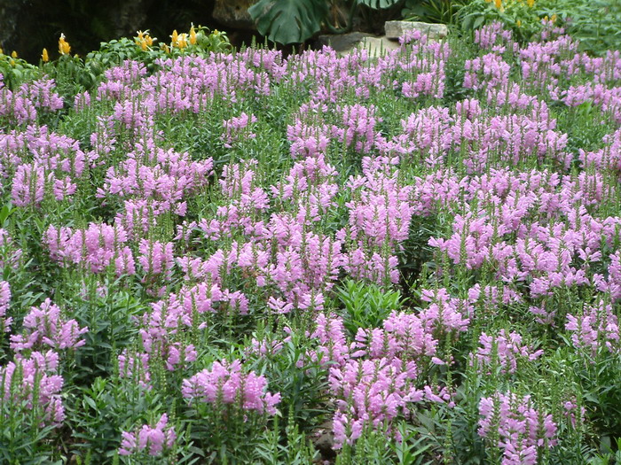 假龙头花Physostegia virginiana 假龙头花Physostegia virginiana