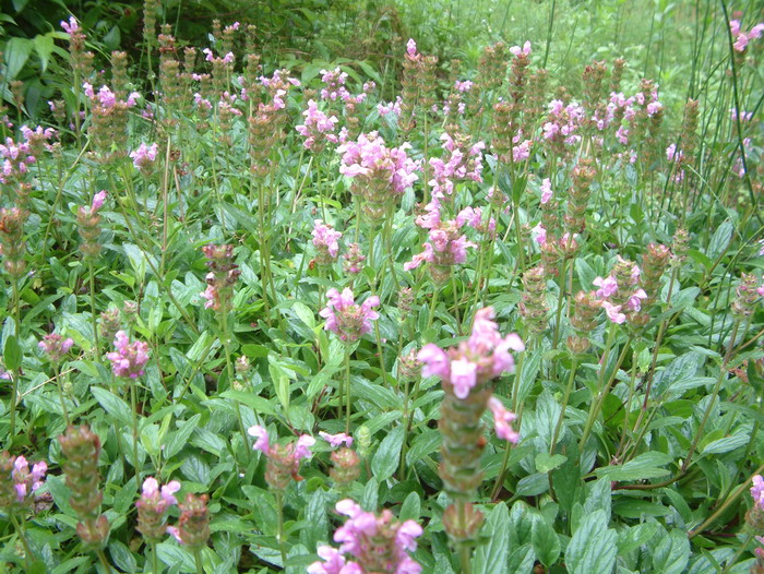 大花夏枯草Prunella grandiflora 大花夏枯草Prunella grandiflora