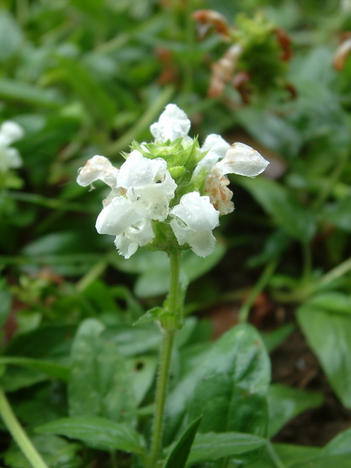 大花夏枯草Prunella grandiflora 大花夏枯草Prunella grandiflora