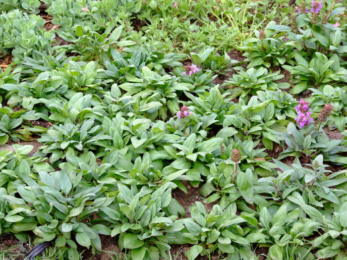夏枯草Prunella vulgaris 夏枯草Prunella vulgaris