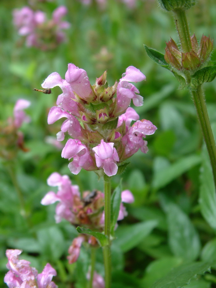 大花夏枯草Prunella grandiflora 大花夏枯草Prunella grandiflora