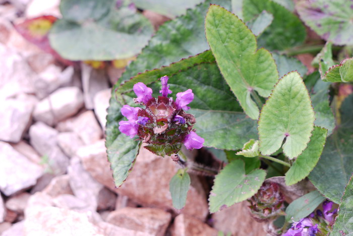 硬毛夏枯草Prunella hispida 硬毛夏枯草Prunella hispida