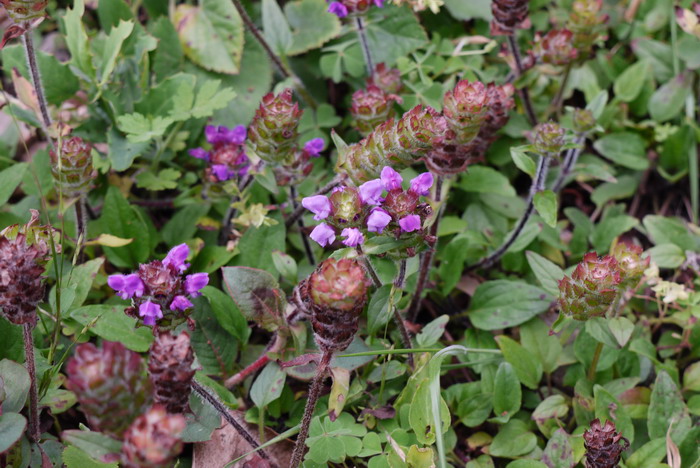 硬毛夏枯草Prunella hispida 硬毛夏枯草Prunella hispida