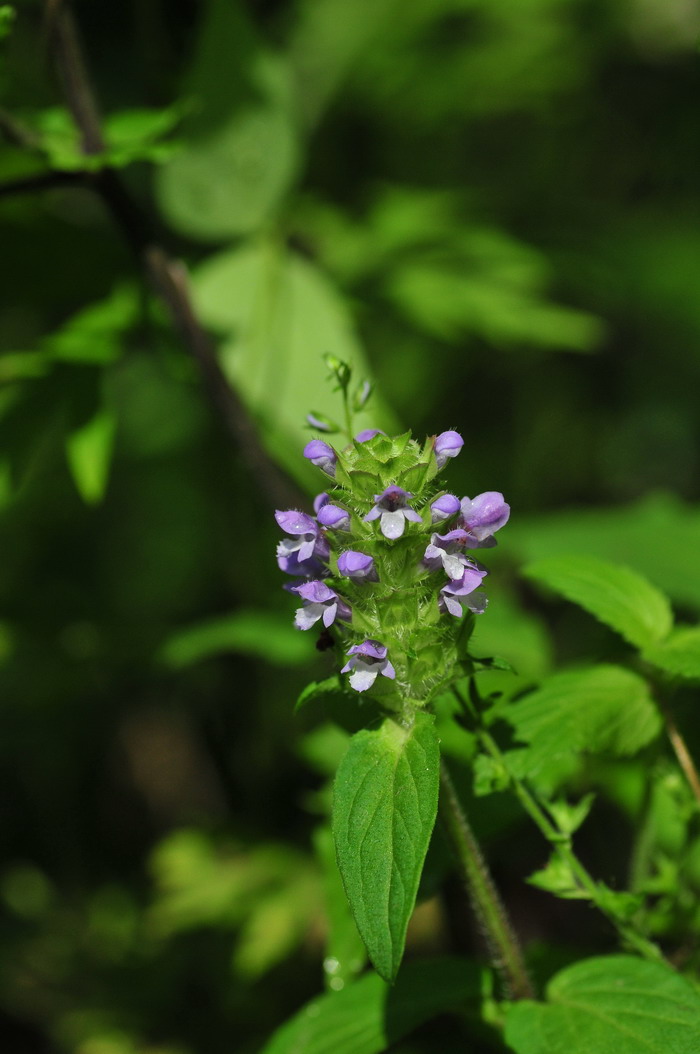 夏枯草Prunella vulgaris 夏枯草Prunella vulgaris