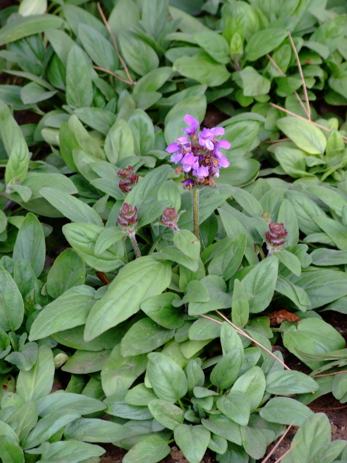 夏枯草Prunella vulgaris