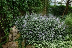 特丽莎香茶菜Rabdosia ‘Mona Lavender’