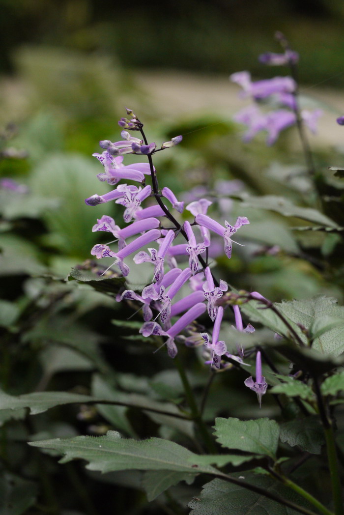 特丽莎香茶菜Rabdosia ‘Mona Lavender’