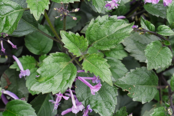 特丽莎香茶菜Rabdosia ‘Mona Lavender’